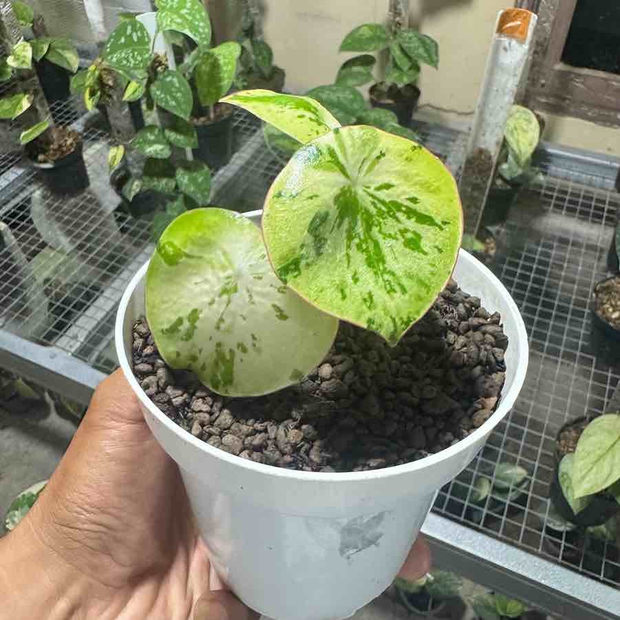 Plant Collection - Taqi Garden
